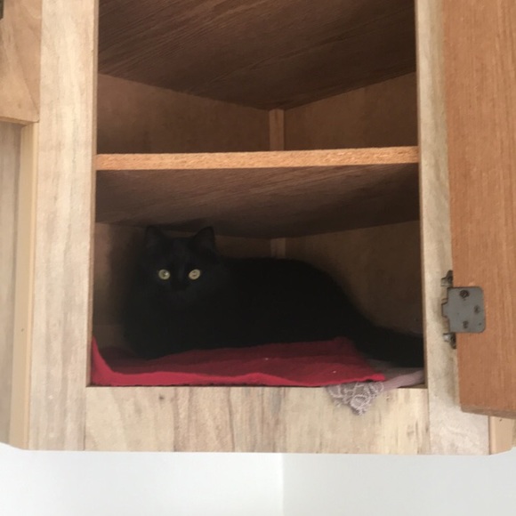 Cat - Picture 4 of 6